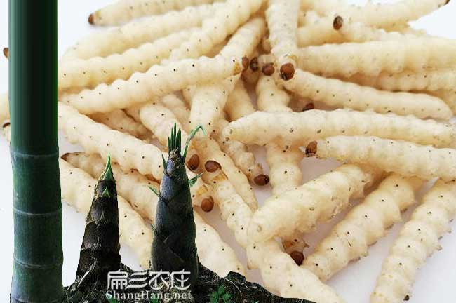廣東清遠竹蟲(chóng)養殖