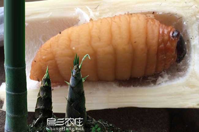 廣東蛀蟲(chóng)種苗