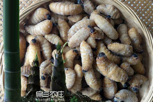 懷化竹蟲(chóng)養殖技術(shù)