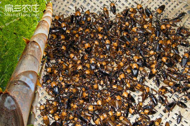 廈門(mén)竹蟲(chóng)養殖基地