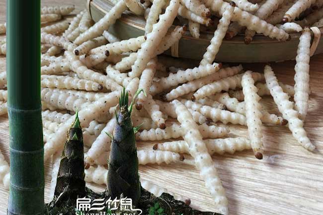 南平竹蟲(chóng)養殖