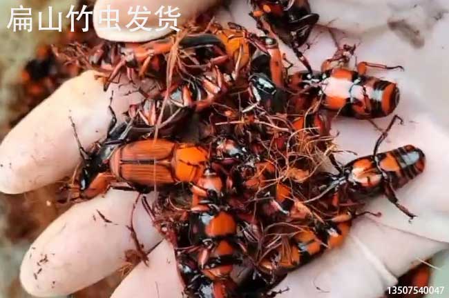 云南竹蟲(chóng)養殖