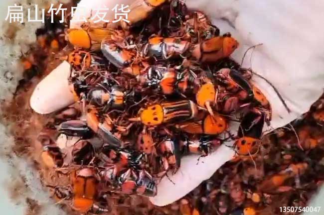 貴州竹蟲(chóng)種苗批發(fā)