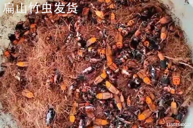 福建竹蟲(chóng)種苗批發(fā)