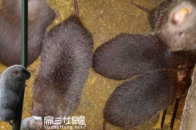 凱里竹鼠養殖技術(shù)聯(lián)盟