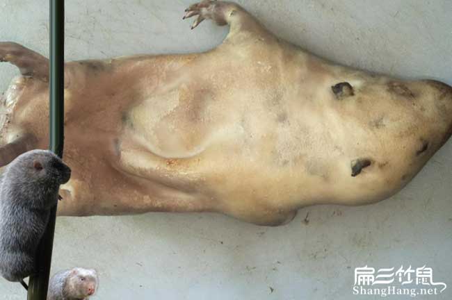 2024竹鼠銷(xiāo)售