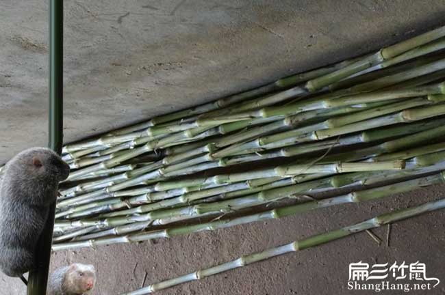 衡陽(yáng)竹鼠養殖合作社