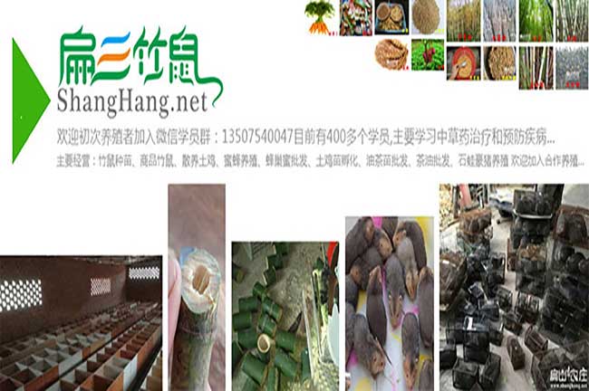竹鼠銷(xiāo)量