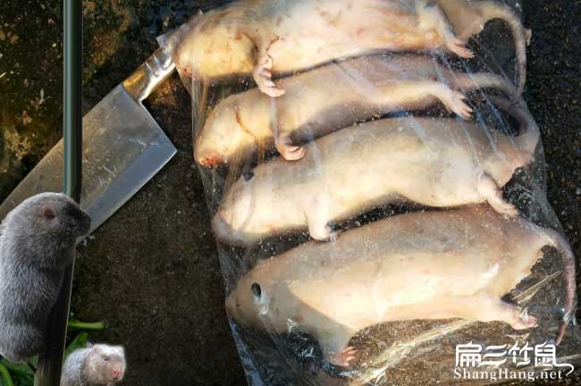 廣西竹鼠銷(xiāo)售