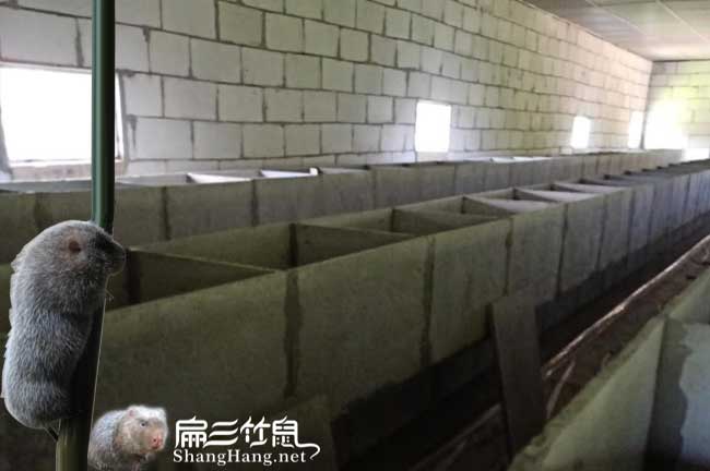 竹鼠養殖基地