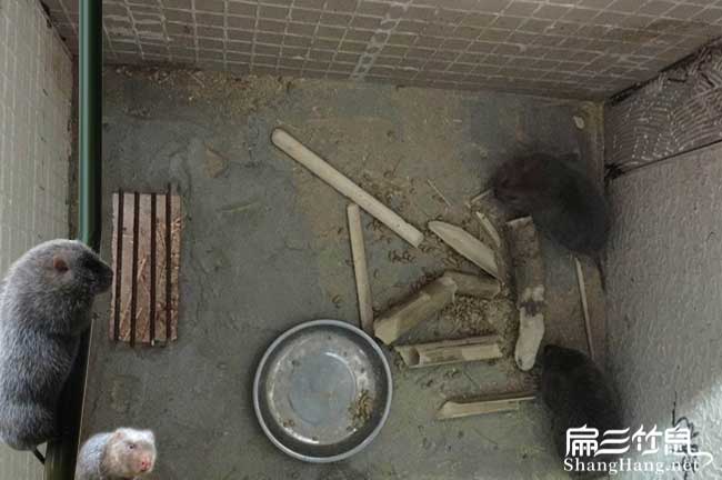 沙包堡一畝茶樹(shù)苗可以 沙包堡一畝茶樹(shù)苗可以