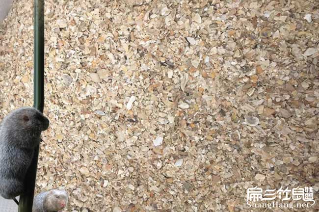 養竹鼠擔心沒(méi)有銷(xiāo)路