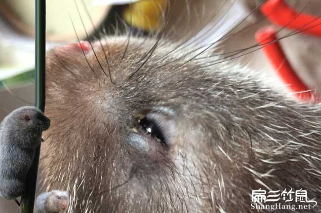 竹鼠常見(jiàn)眼垢
