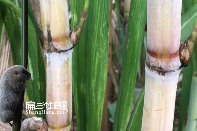 壽寧竹鼠養殖