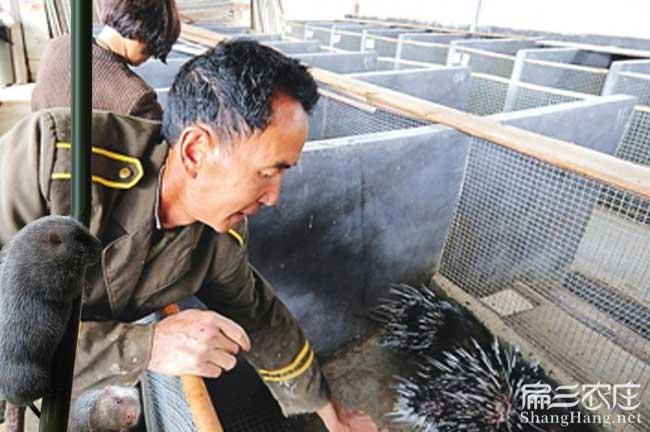 豐城肉兔價(jià)格