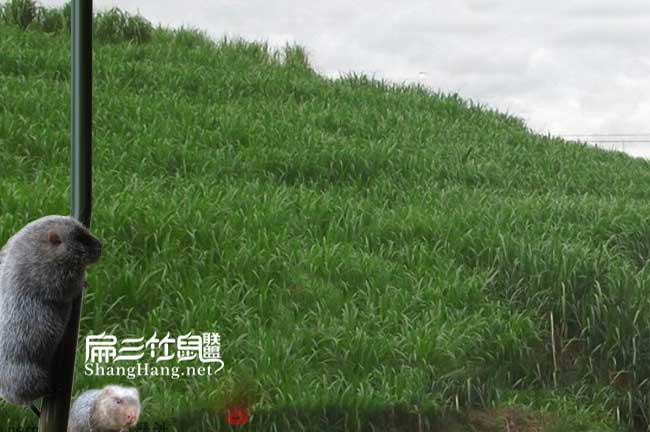 衡陽(yáng)竹鼠價(jià)格