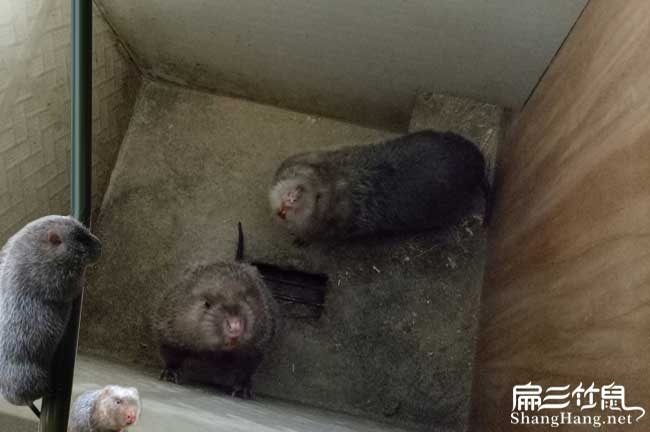 高縣竹鼠養殖