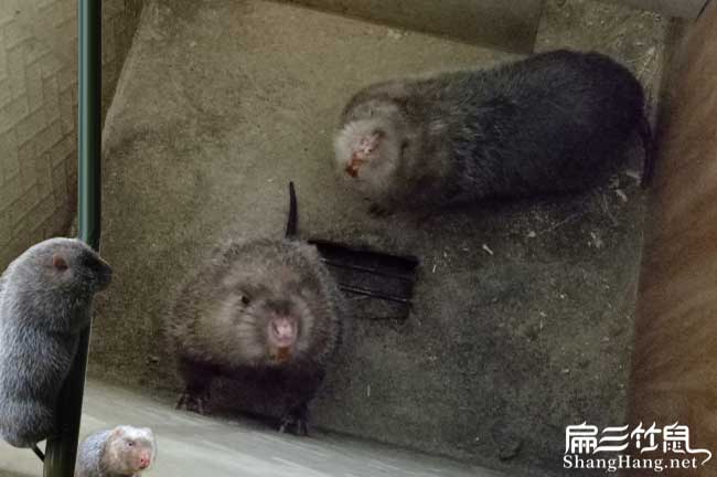 江安竹鼠養殖