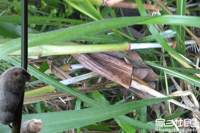 養竹鼠擔心賣(mài)不出去