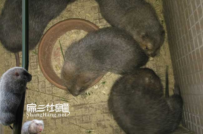 長(cháng)沙竹鼠種苗價(jià)錢(qián)