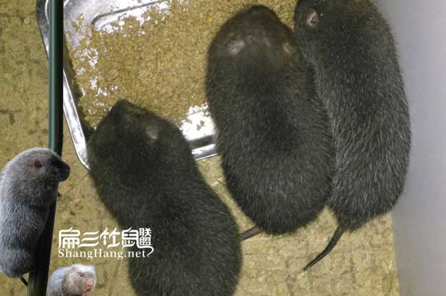 長(cháng)沙竹鼠養殖基地