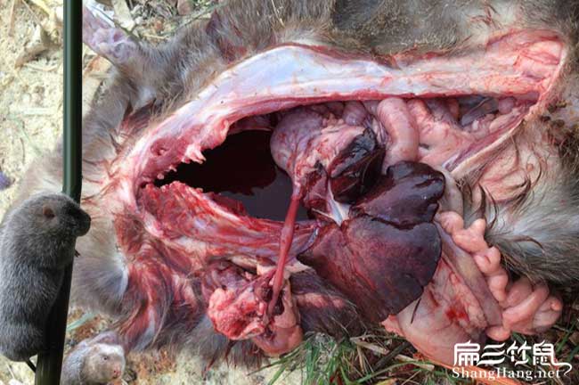 十大竹鼠養殖技術(shù)腸炎