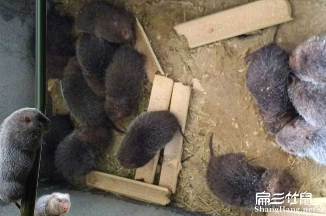 臨滄竹鼠價(jià)格
