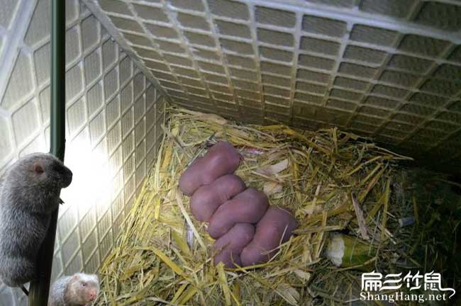 桂林竹鼠養殖基地