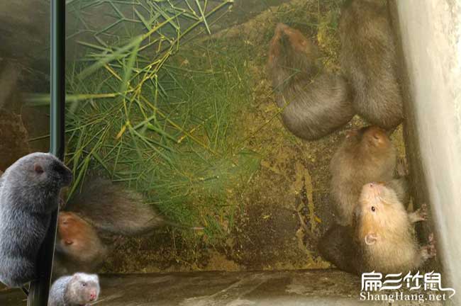 平昌竹鼠養殖聯(lián)盟