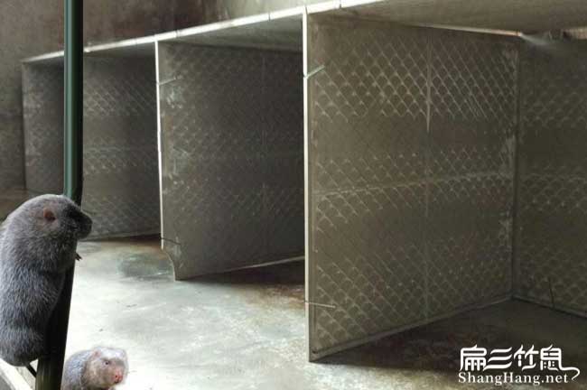 灤縣竹鼠養殖