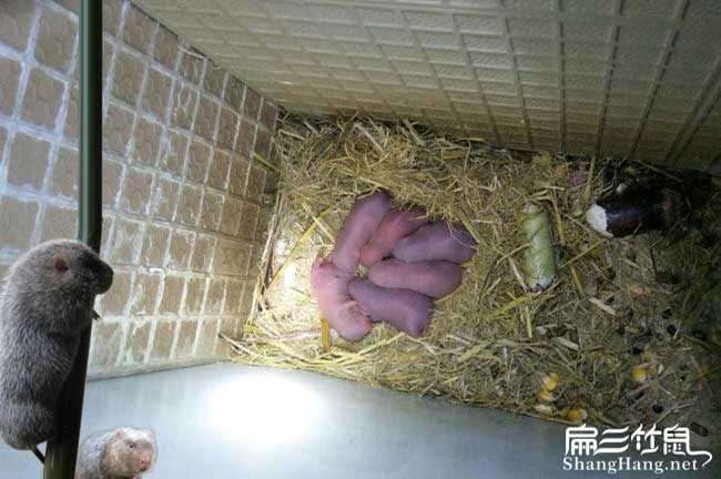 博白竹鼠養殖