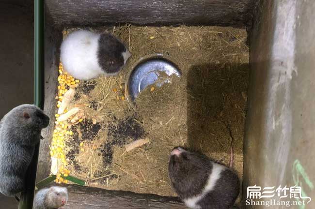 婁底竹鼠養殖