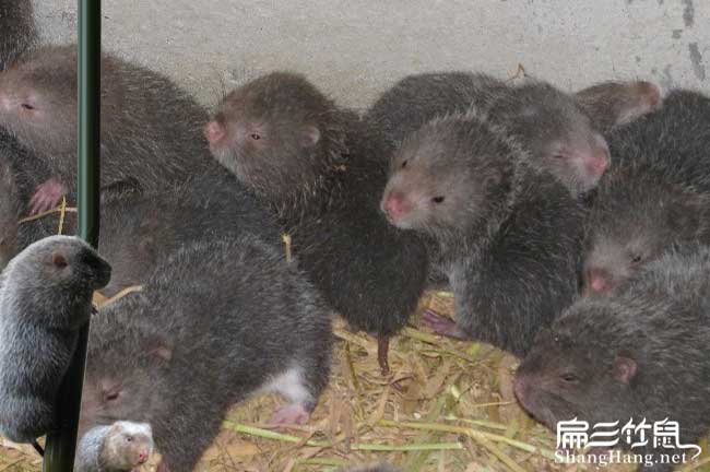來(lái)賓竹鼠養殖合作社