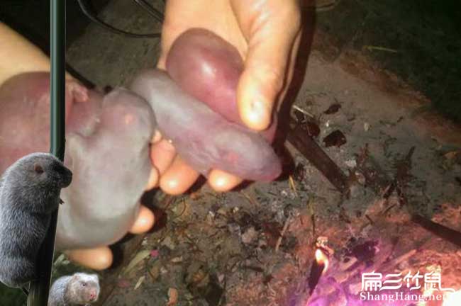 竹鼠養殖腫瘤