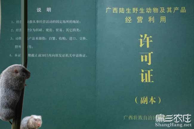 衡陽(yáng)竹鼠養殖辦證件