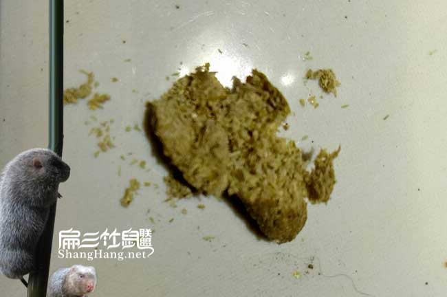 豐新化竹鼠養殖技術(shù)