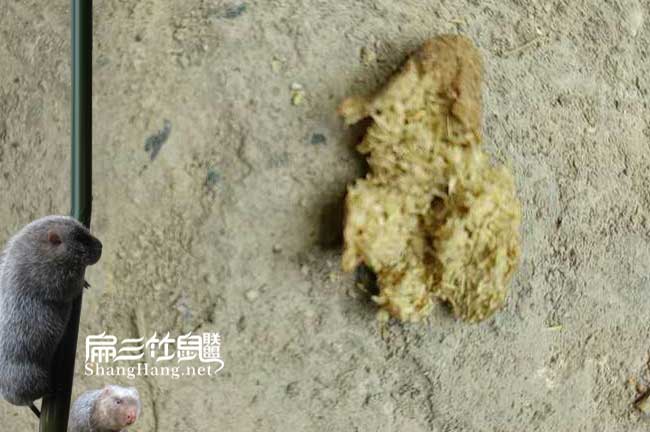 永豐竹鼠養殖技術(shù)
