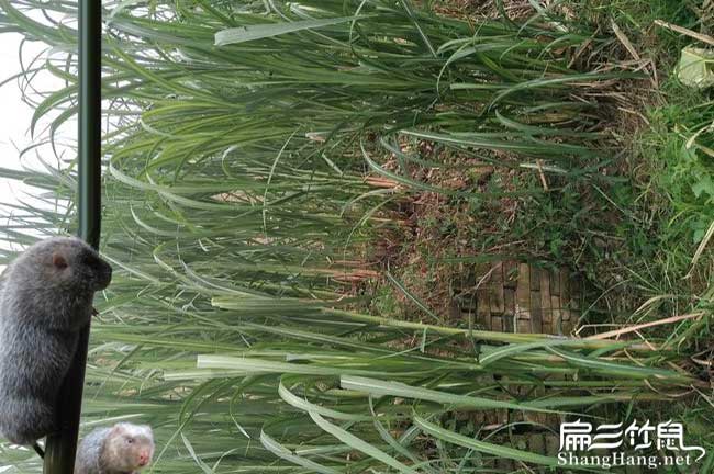 樂(lè )亭竹鼠養殖基地