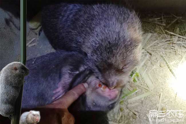 常州竹鼠養殖