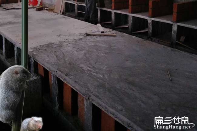 河池竹鼠養殖技術(shù)