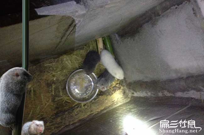 邢臺竹鼠養殖