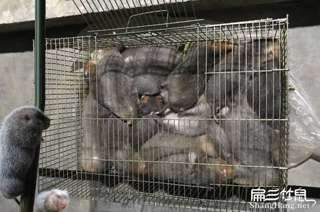 博白竹鼠銷(xiāo)售