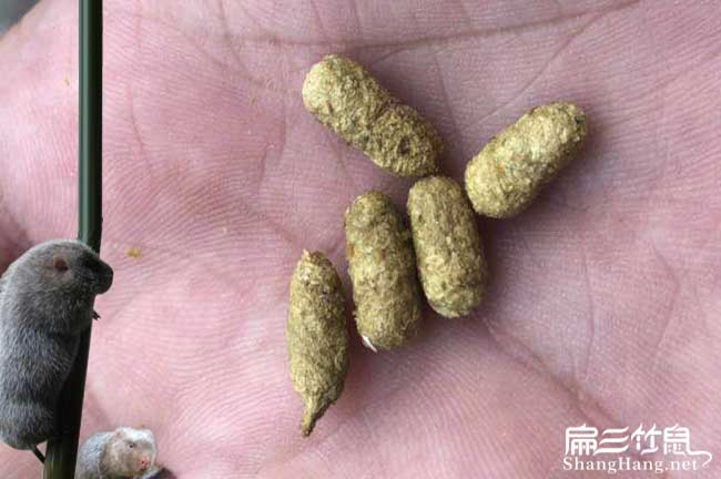 竹鼠養殖技術(shù)心臟病