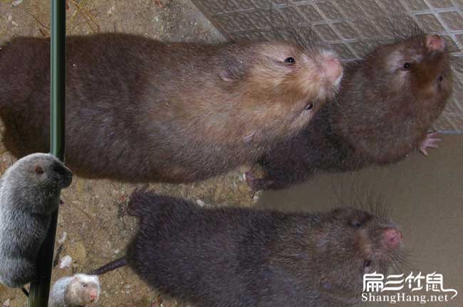 文山竹鼠養殖
