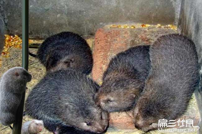 漳州竹鼠種苗多少錢(qián)