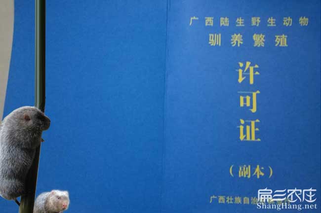 邵陽(yáng)竹鼠養殖
