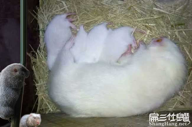 福建月月兔竹鼠