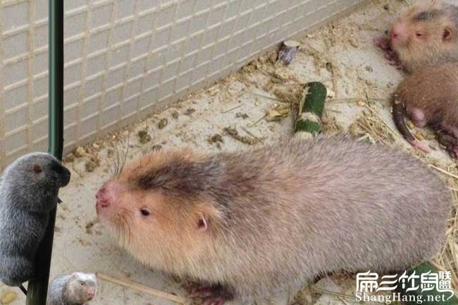 野兔J昭通竹鼠養殖基地 昭通豚鼠野兔竹鼠種苗繁殖場(chǎng)102對