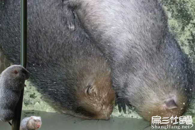 野兔J昭通竹鼠養殖基地 昭通豚鼠野兔竹鼠種苗繁殖場(chǎng)102對