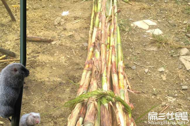 福建竹鼠價(jià)格合理